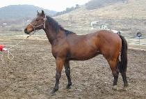 ������ (DAECHASEUNG) ����