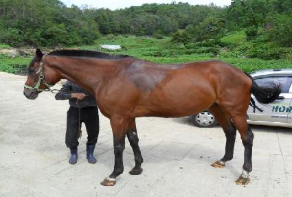 ������ ����