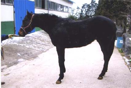 ��ǳ ����