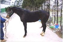 ���������� (TOUGH ENERGY) ����