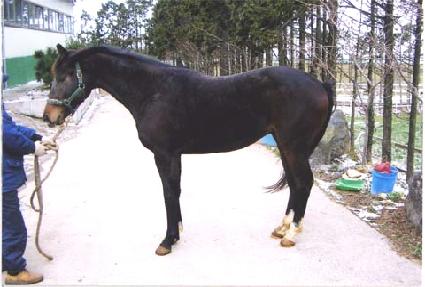 ���������� ����