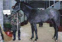 �벿�� (NOKKOME) ����