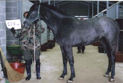 �벿�� ����