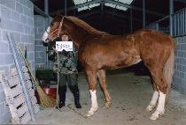 õ�պ��� (CHEONDUNG BYEORAK) ����