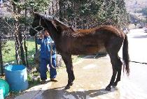 ������Ƴ� (PROUD ANA) ����