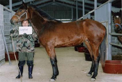 Ž���ٸ� ����