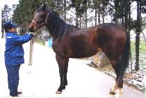 �����ְ� (GWANAK CHOEGO) ����