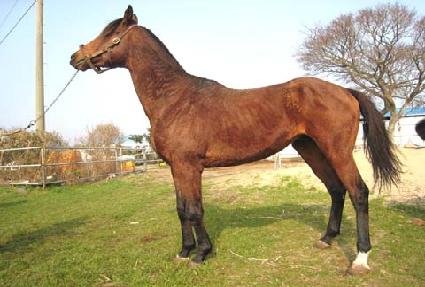 ����� ����