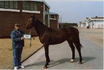 ��ǳȣ�� (YEONGPUNG HOGEOL) ����