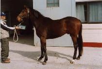 �ŷ�Ʈ (TALENT) ����