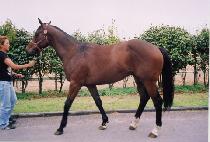 ���Ǳ�� (YOUNGSIL KISANG) ����