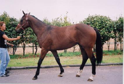 ���Ǳ�� ����