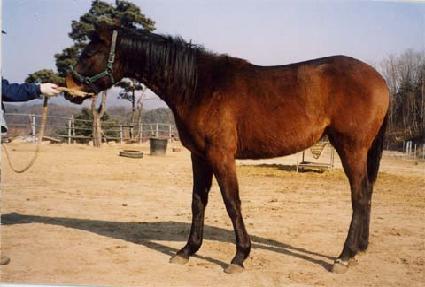 ���������� ����