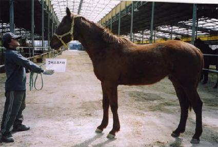 ���Ѻ�� ����