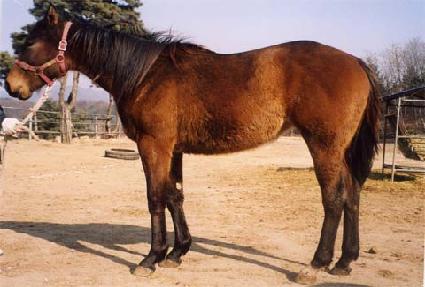 �ִϾ���� ����