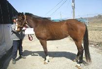 ������� (SAEBYEOK GIPPEUM) ����