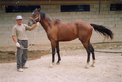 �ص���� ����