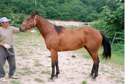 ������ ����