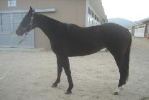 ����� (JINMYEONMOK) ����