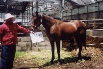 �������� (WINNING JOY) ����