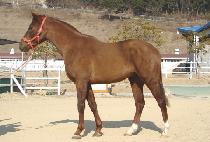 ���� (GAON) ����