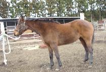 �������̾� (MAGIC DIAL) ����