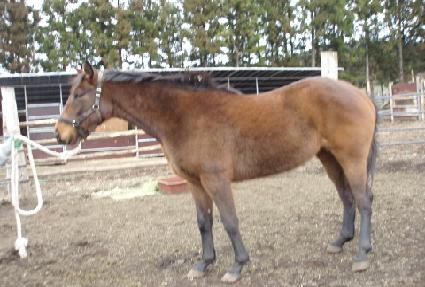 �������̾� ����