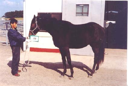 ���������̵� ����