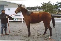 �Ű��� (SINGYEONGHYANG) ����