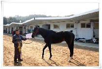 �似�޷��� (BUCEPHALUS) ����