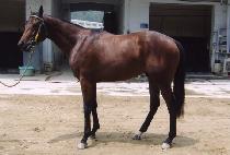 ��ī���� (SKY WING) ����