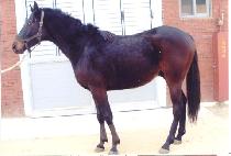 �켮�޾Ƹ� (USEOK MEARI) ����