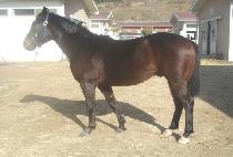 �����¾� (ILCHUL TAEYANG) ����