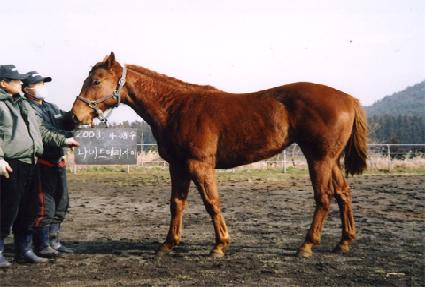 �޸����̾�Ʈ ����