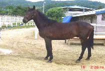 �۽���ŷ (PACIFIC KING) ����