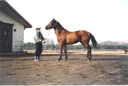 ���ģ�� ����