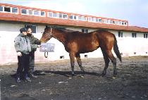 ������ (SAESURI) ����