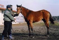 ũ���� (CROWN LAND) ����