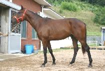 �ٱ������ (DAGUKJEOG YONGSA) ����