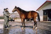 �ѷ���Ÿ (HALLYU STAR) ����