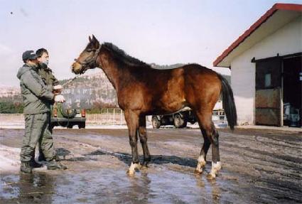 �ѷ���Ÿ ����