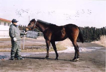 ����� ����