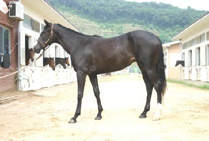 �꿩�� ����