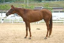 ��Ʈ���� (DAUNTLESS) ����