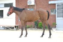 ���ŷ (MODERN KING) ����