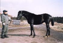 �ν�Ʈ���� (LOST TOUGH) ����