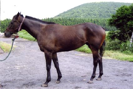 �����Ƽ ����