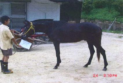 ��½�ȭ ����