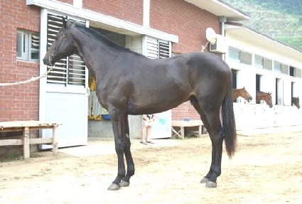 �Ǹ��� ����