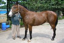 �������� (RED FOX) ����